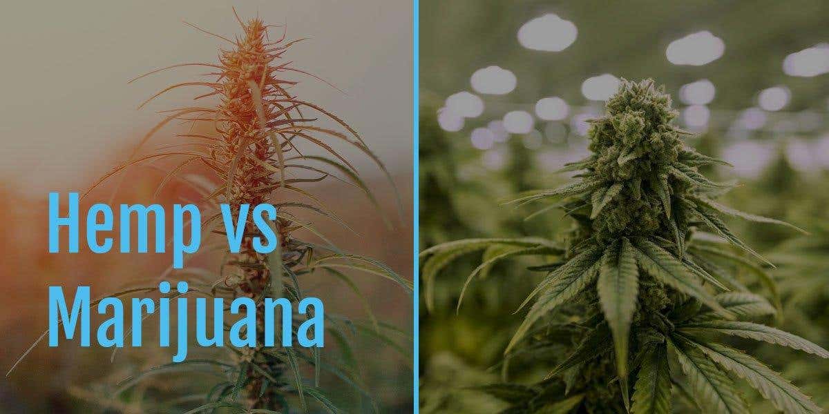 Hemp vs. Marijuana - what's the difference?