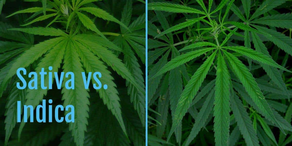 Sativa vs. Indica - what's the difference?